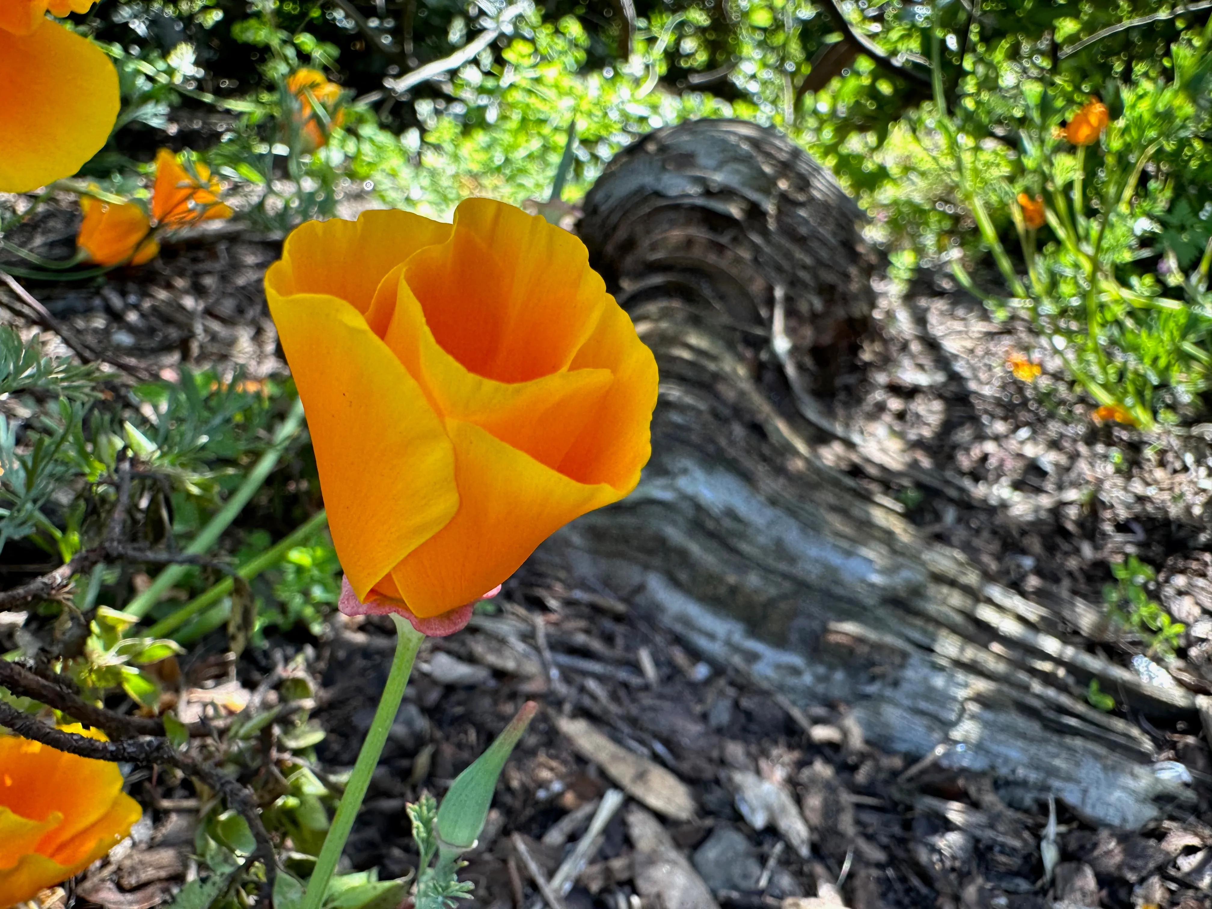 Eschscholzia californica