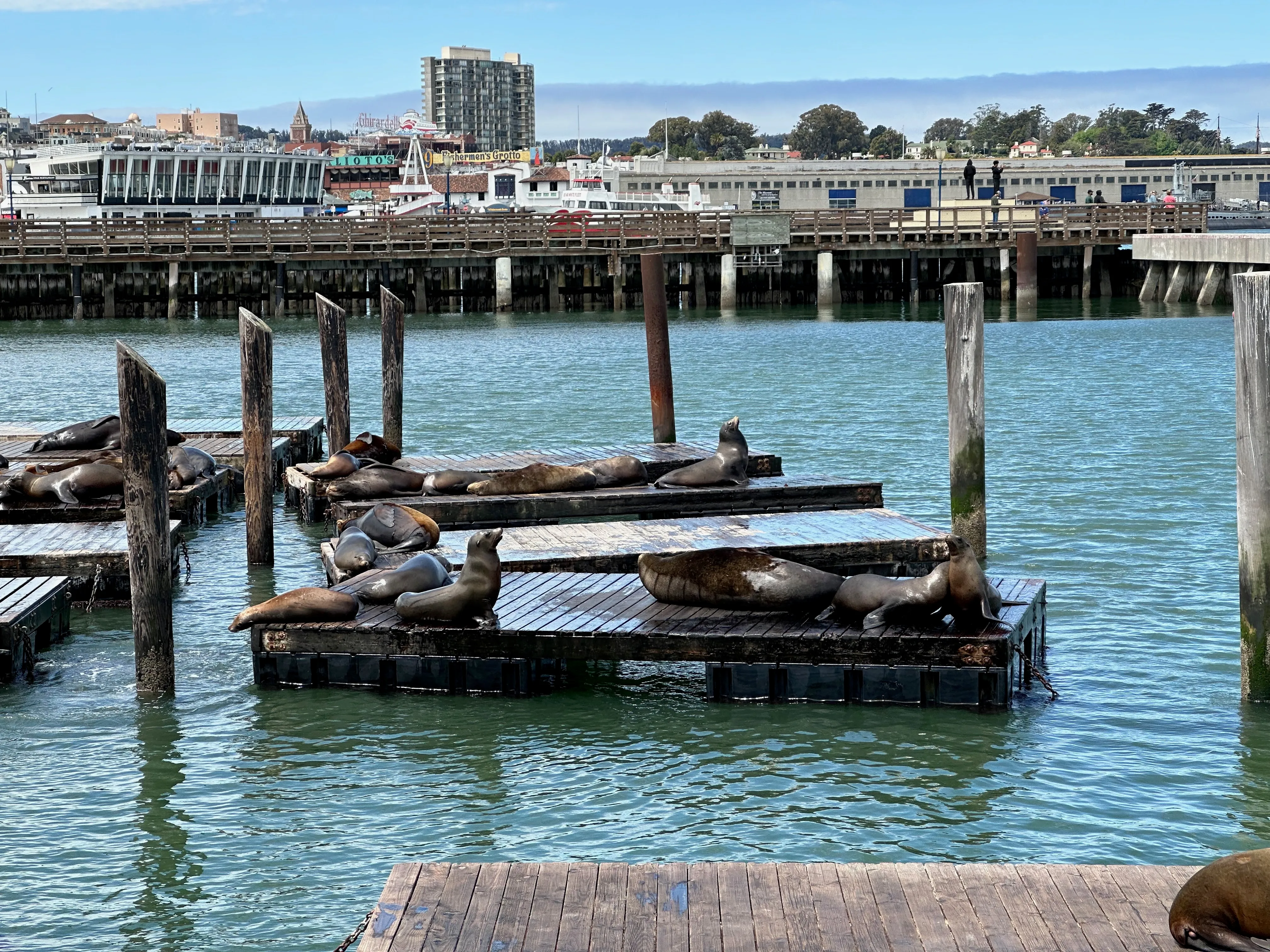 Sea Lions at Pier 39