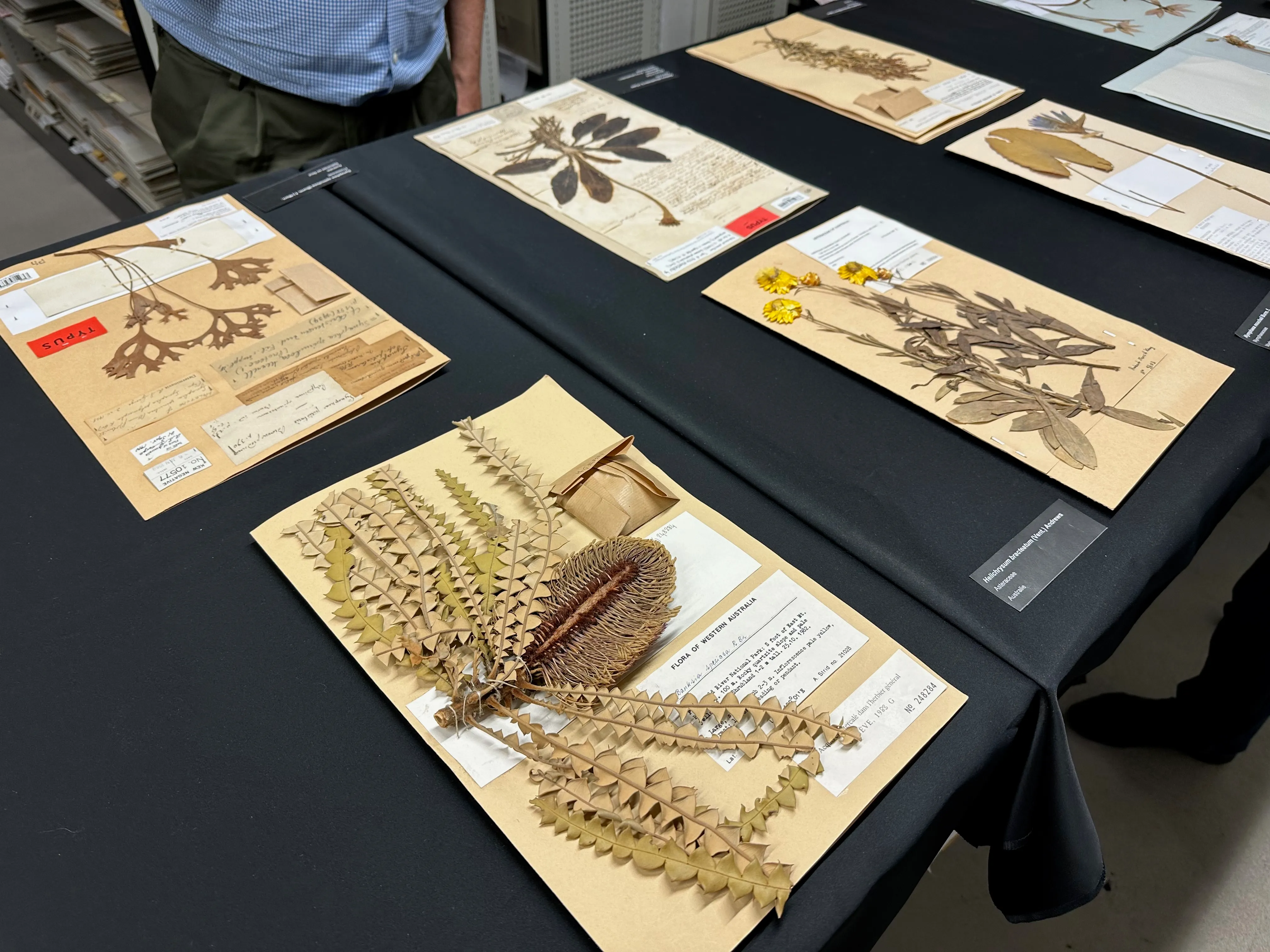 Geneva Herbarium Sheets