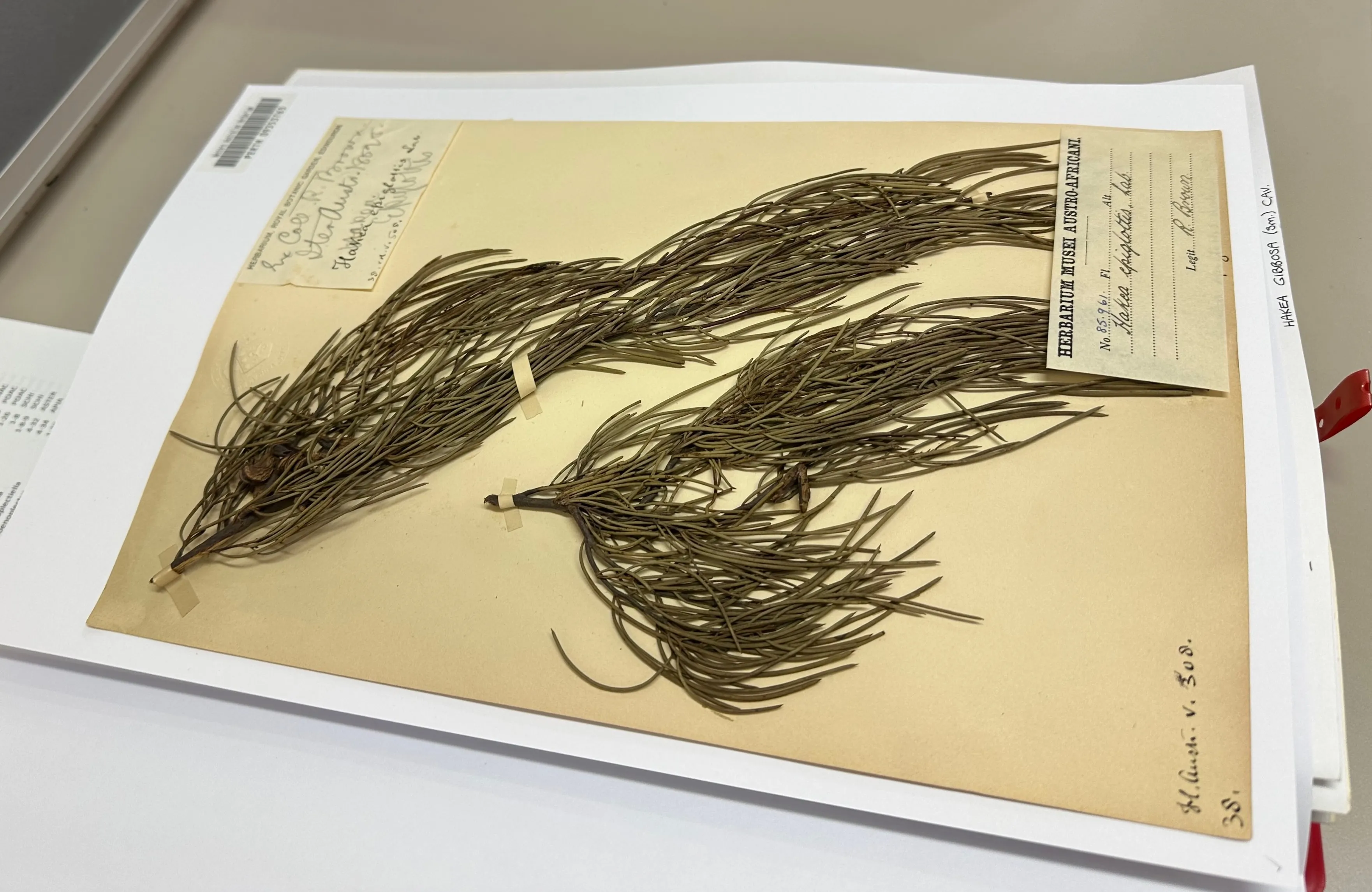 A historical herbarium sheet