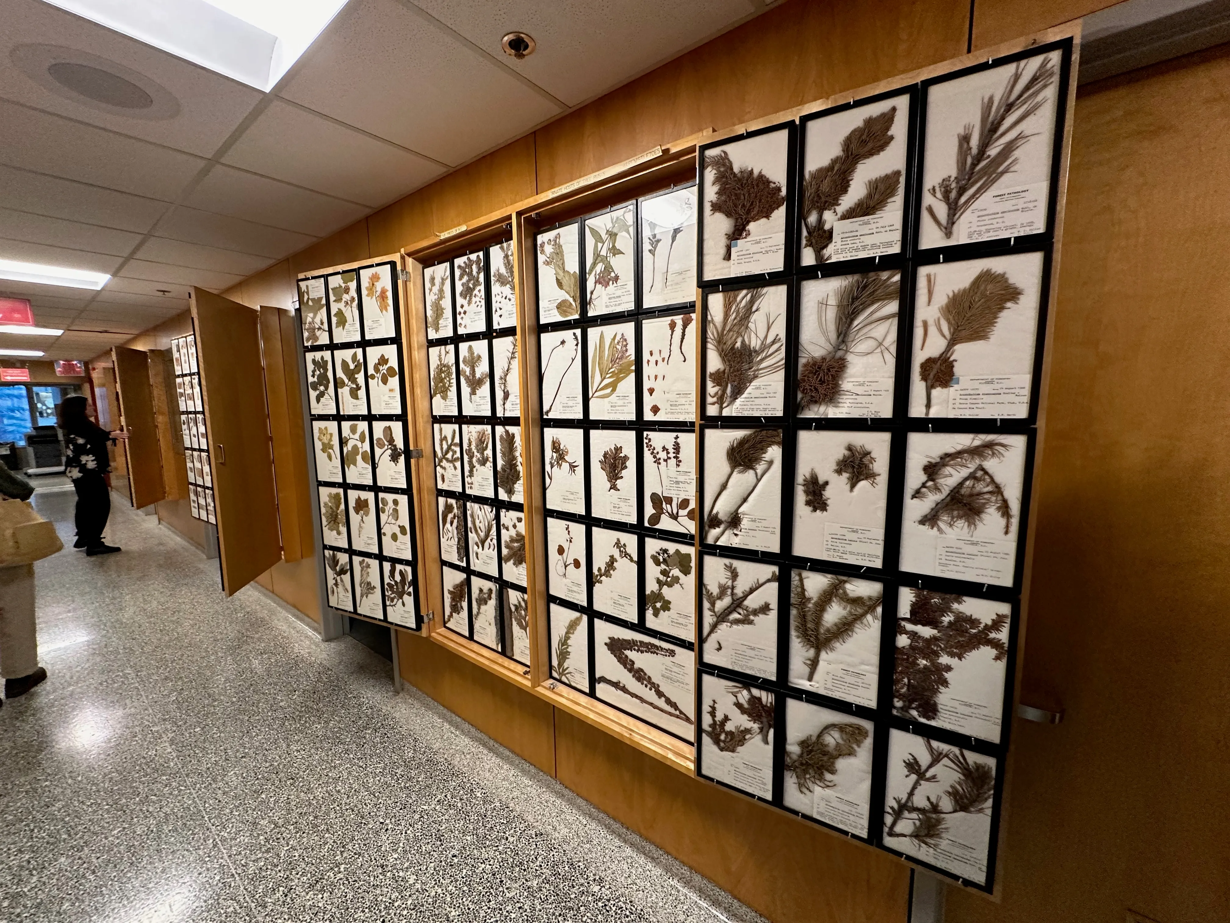 Herbarium Sheets